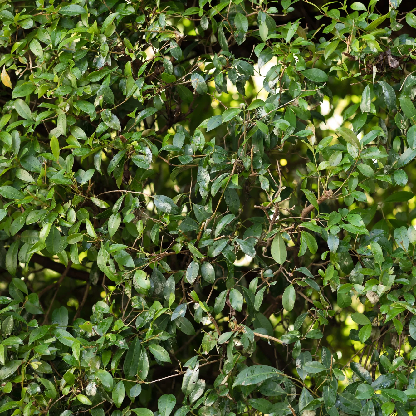 Hedge-Trimming-TreeFellas.jpg
