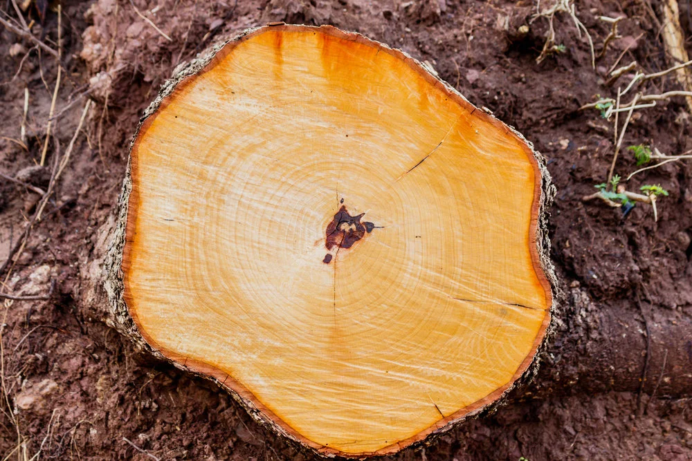 Stump-Grinding.jpeg
