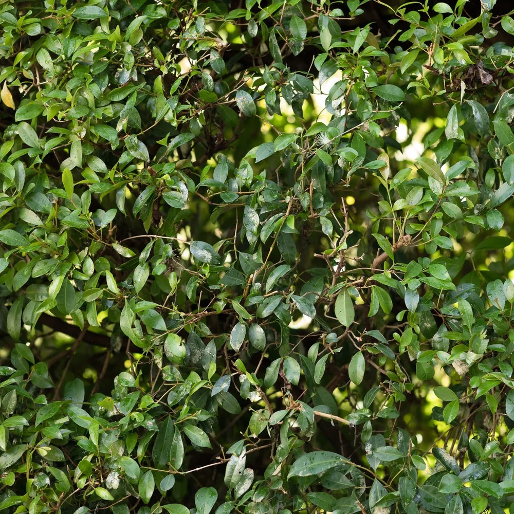 Arborists Auckland | Tree Fellas