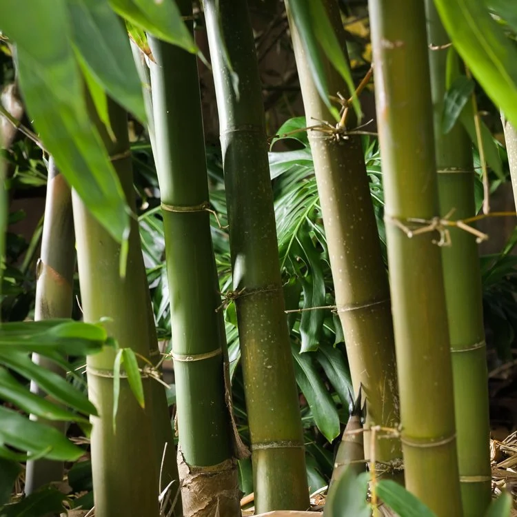 Arborists Auckland | Tree Fellas