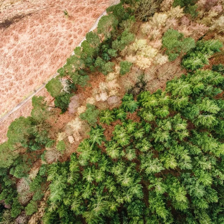Arborists Auckland | Tree Fellas
