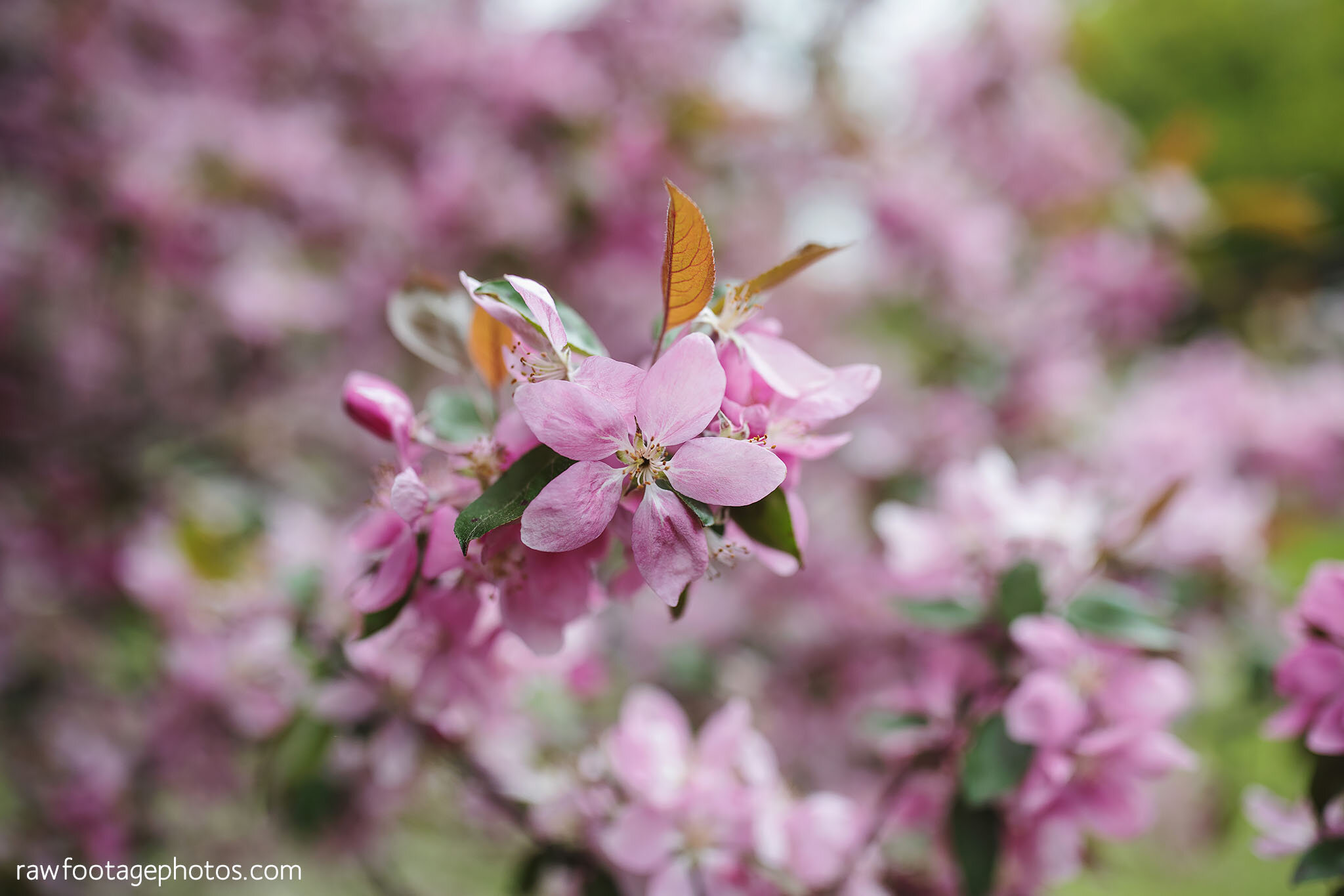 london_ontario_headshot_photographer-spring_blossoms-lifestyle_branding-raw_footage_photography_006.jpg