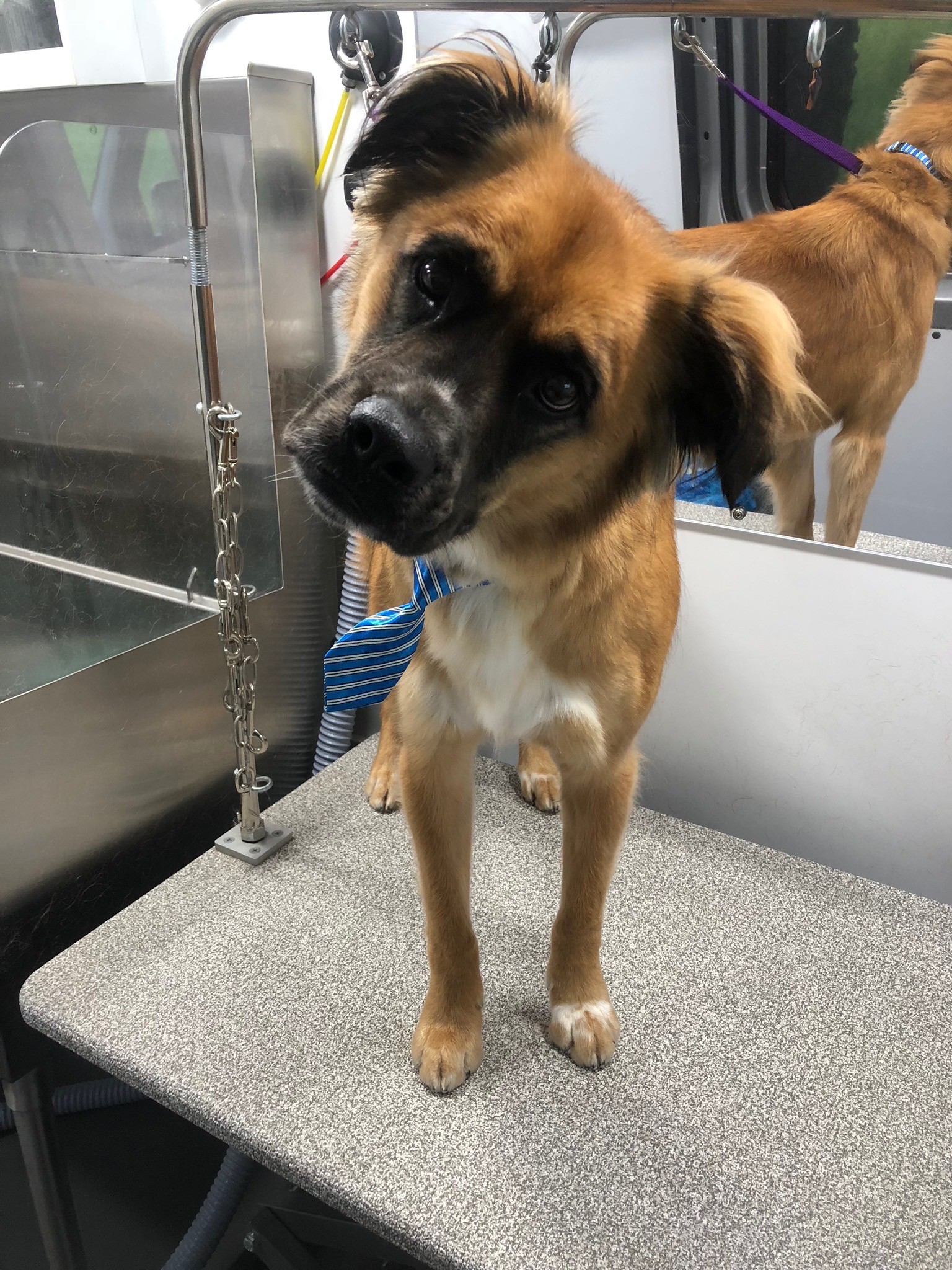 gypsy dog mobile grooming