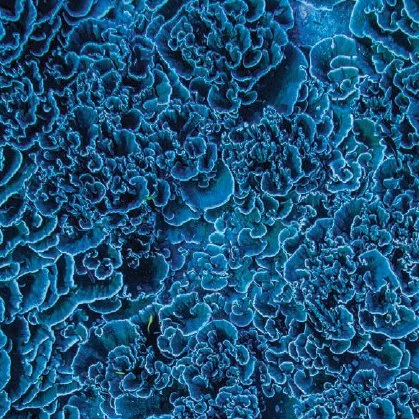 Pristine Seas_sig.jpg