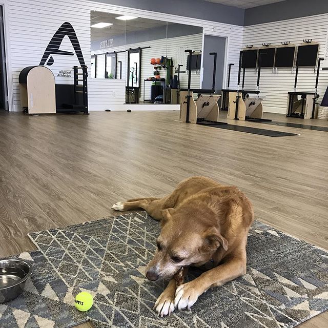 Blue Bonita is having a PAW-tastic time in the studio today #doglates #pilates #alignedathletics