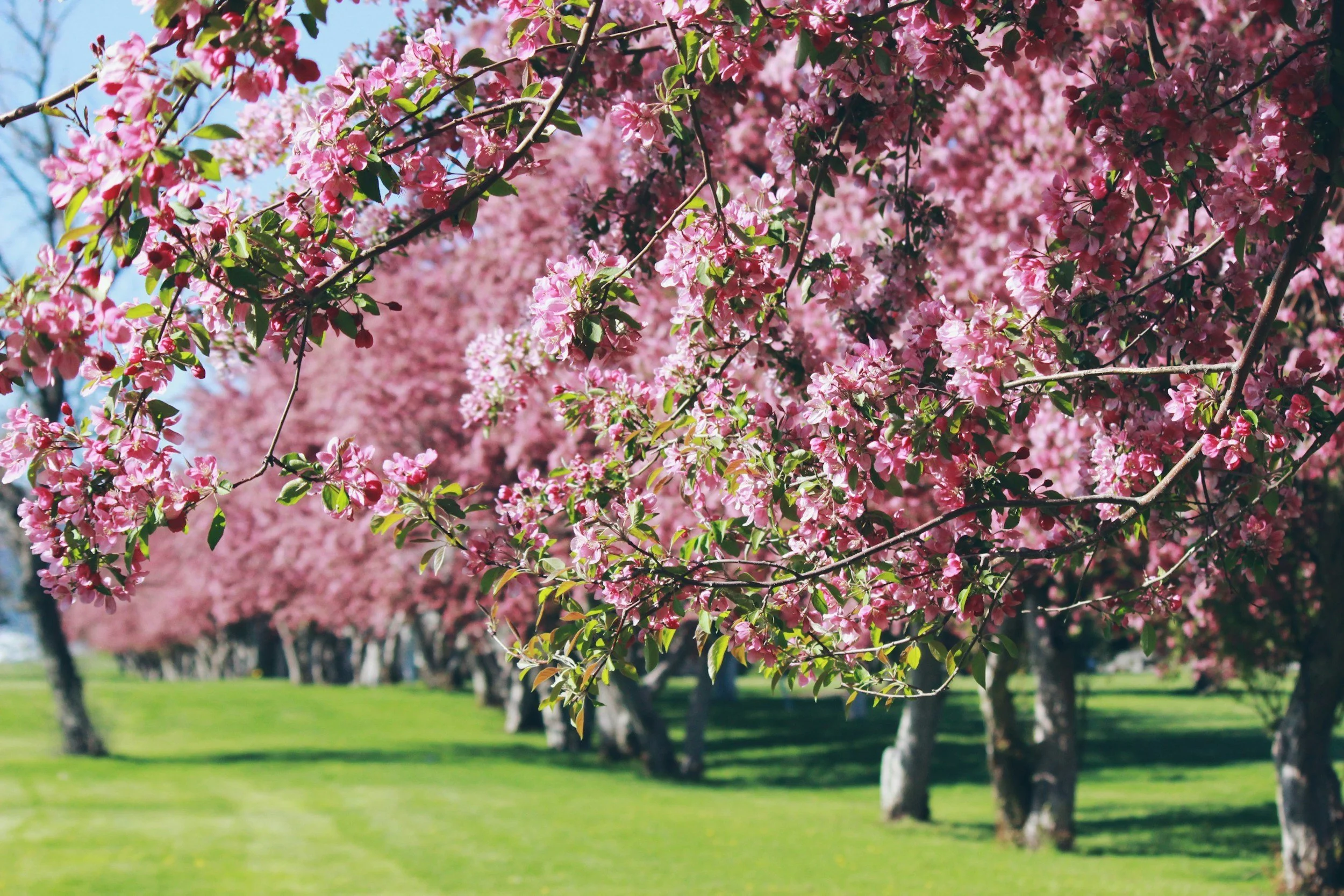 Treating Allergies Holistically: Root Causes, Real Relief