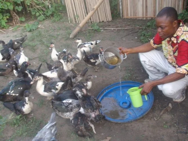 Selling duck eggs can pay for school tuition and uniforms.