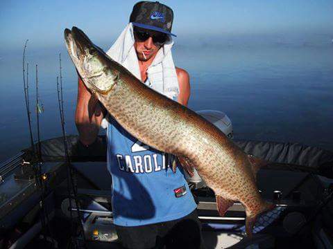 50 inch + Musky on the S-Waver 200