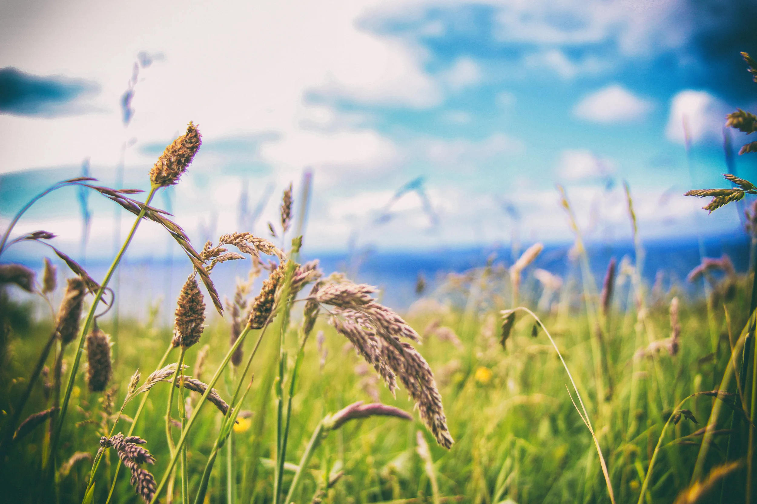 Cliff Vegetation.jpg