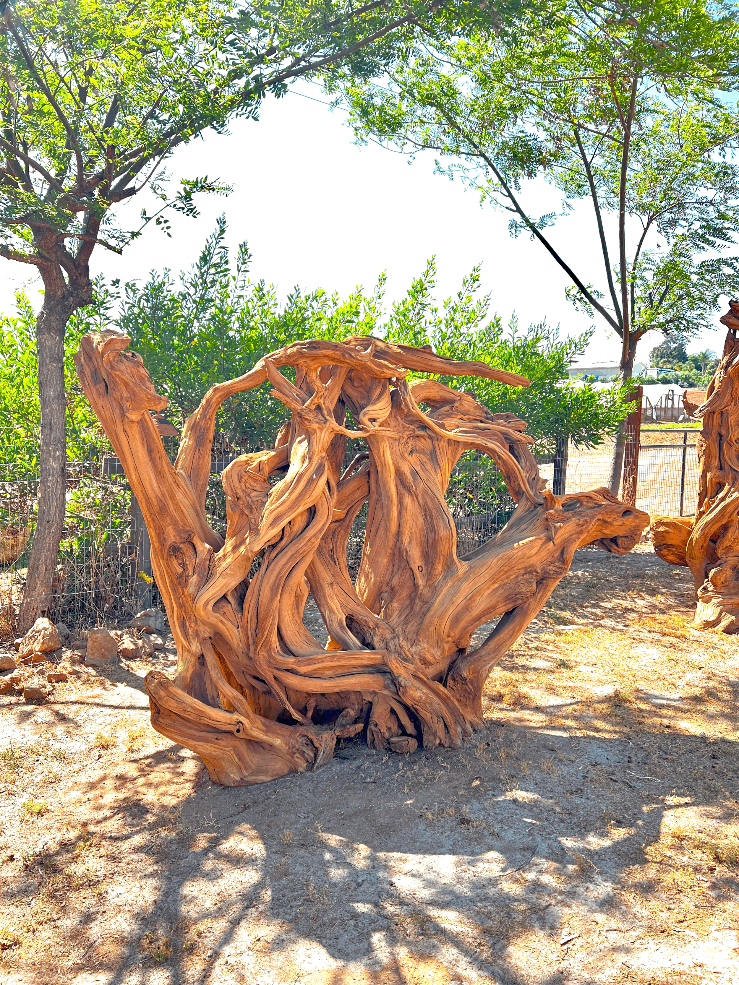 Cedar Root Wood Sculpture