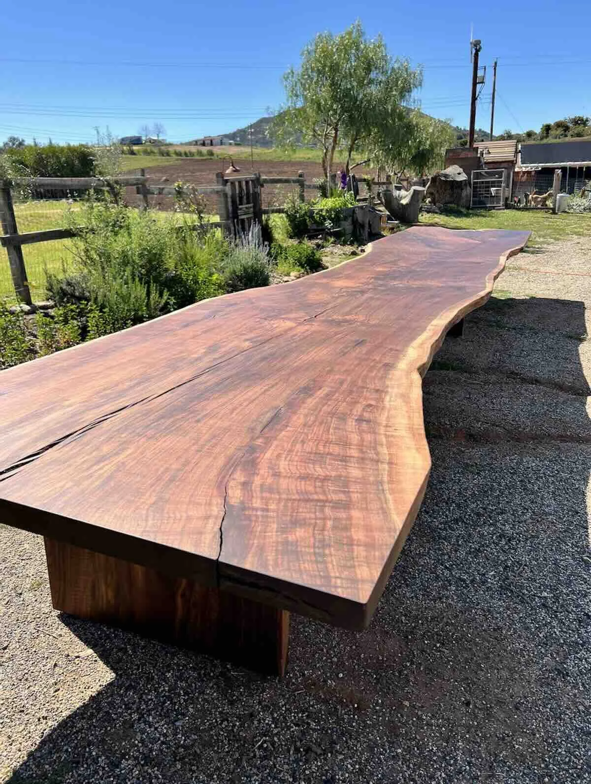 Detailed view of live edge Claro Walnut outdoor patio table showing rich grain and natural live edges in a rustic setting