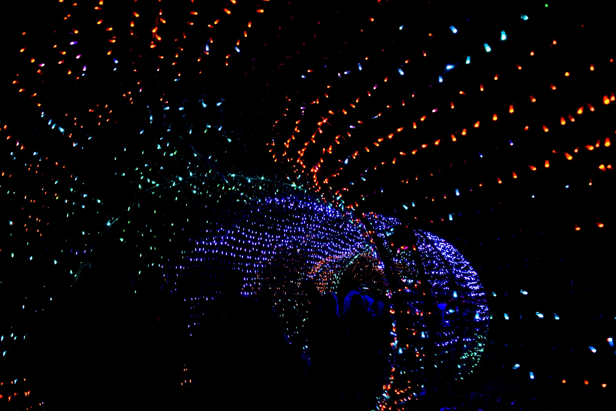 zoolights1_1low.jpg