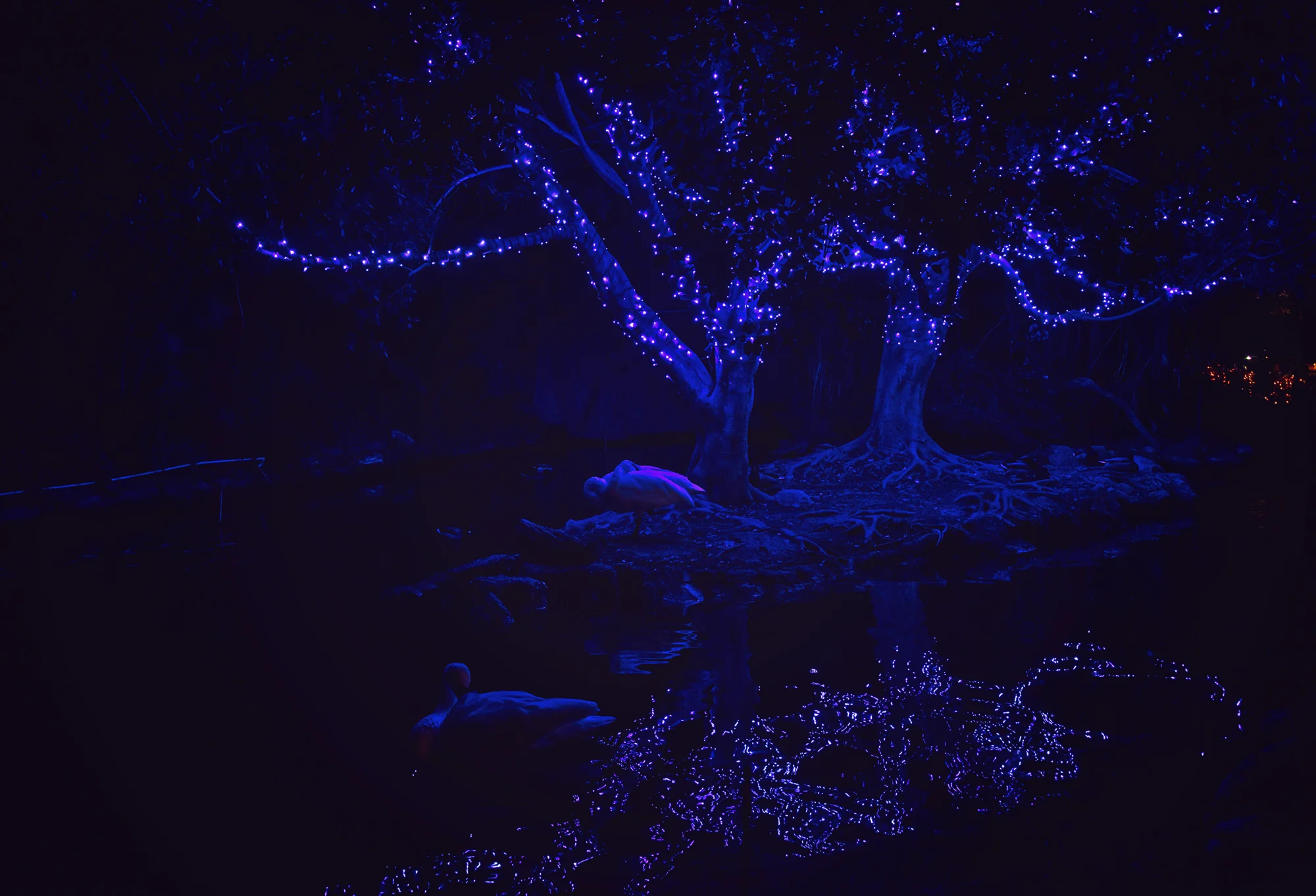 zoolights1_6low.jpg