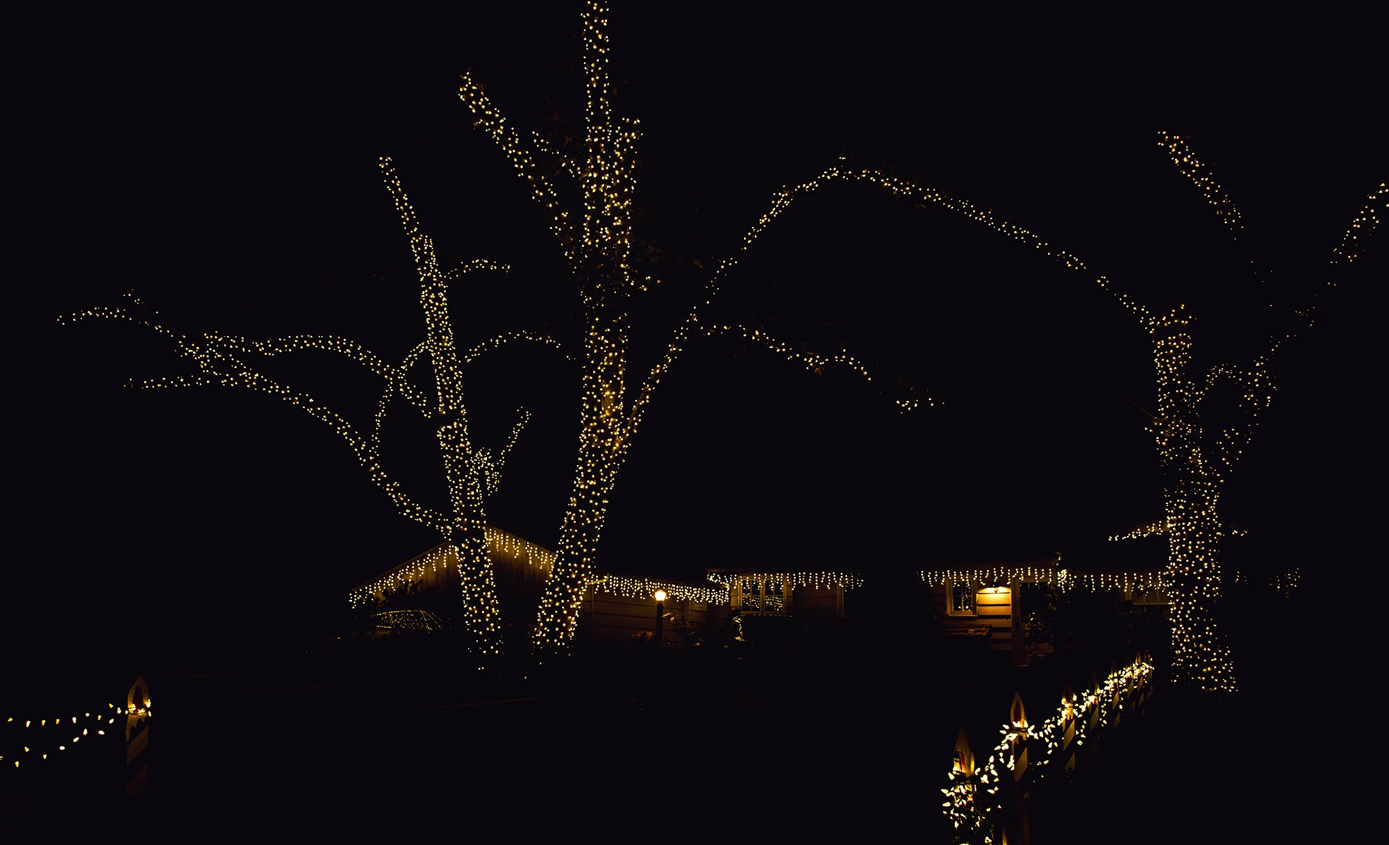 candycane18_12low.jpg