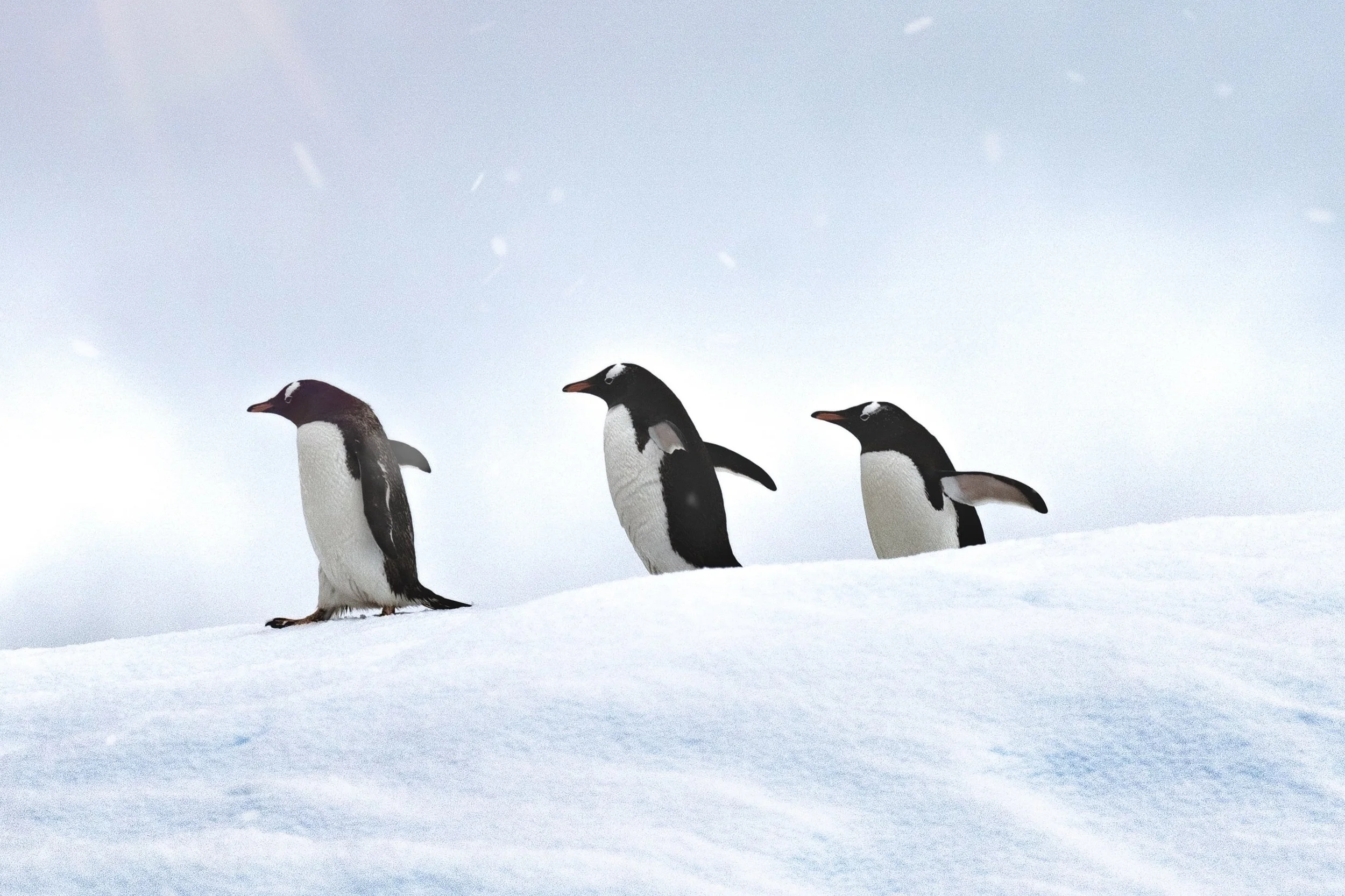 Penguins.jpg