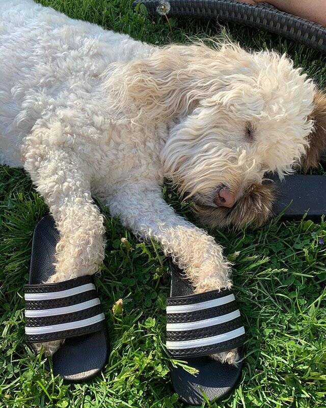 Banjo is really loving this warm weather with his own personal swimming pool and his Adidas flip flops. Send us photos of your puppies and kitties, etc. and we&rsquo;ll share them in our story!