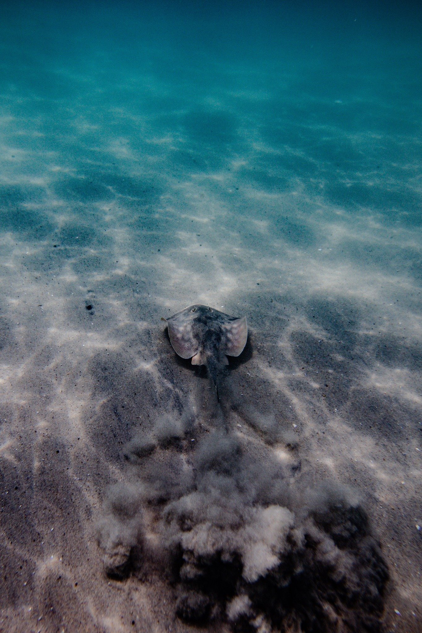 This little sting ray was hidden under the sand! The second photo is what I first saw, when I swam over it started to come out of the sand and swim away. It was so cool to watch!

 #chelsietrendleyphotography #militaryspousephotographer #underwaterph