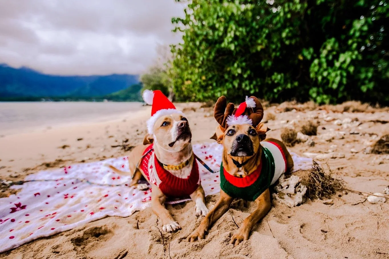 Just a reminder that pets are always welcome at your photoshoot!!! They are part of the family too! Let me know if you plan on bringing your pet(s) so I can make sure we pick a pet friendly location. 🐾 

I have a few openings left in December and 2 