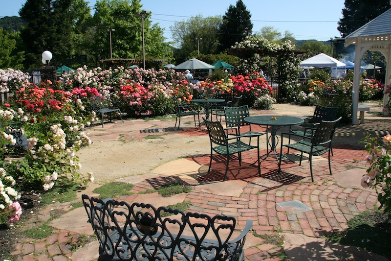 rose garden 4.jpg