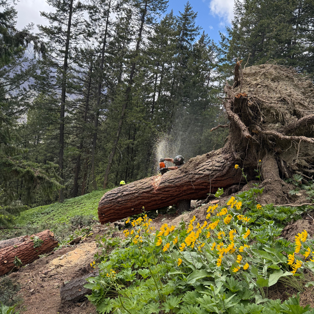 Happy Sawyers Clearing Trails from 5/10- 5/22