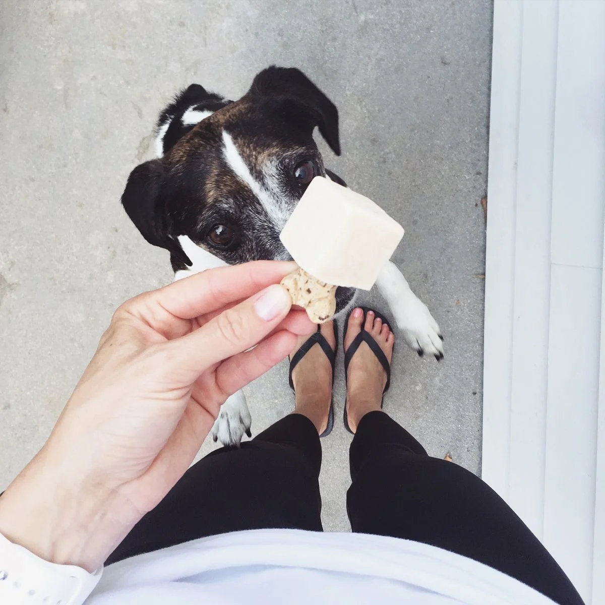 YogurtPops1.jpg