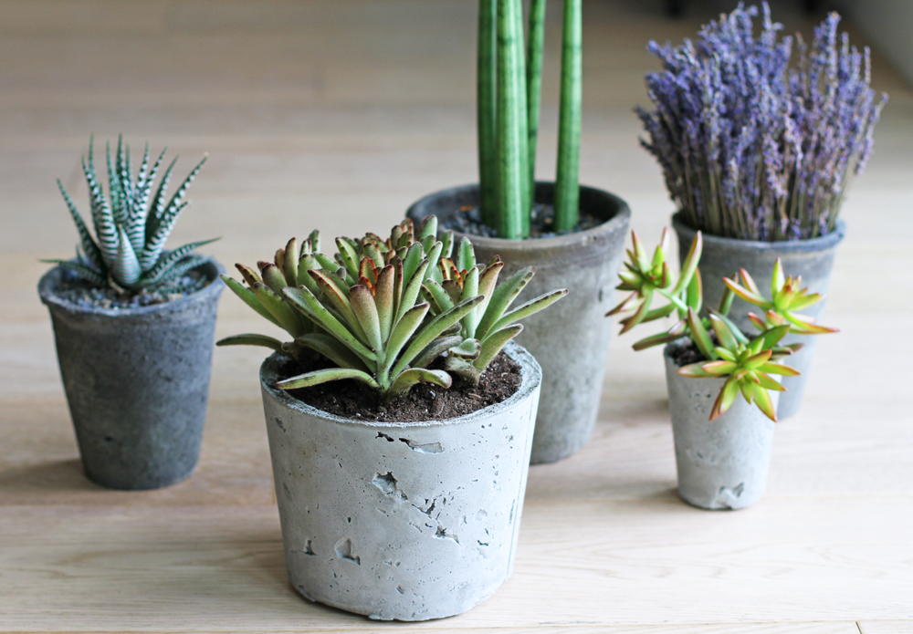CementpotsLilyshop4.jpg