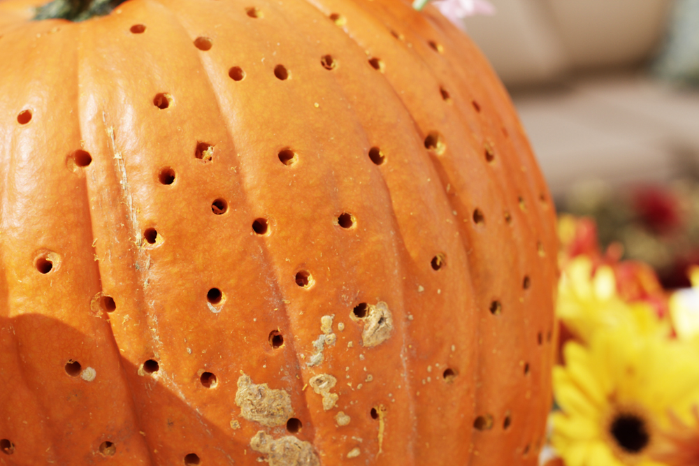 FlowerPumpkins5.jpg