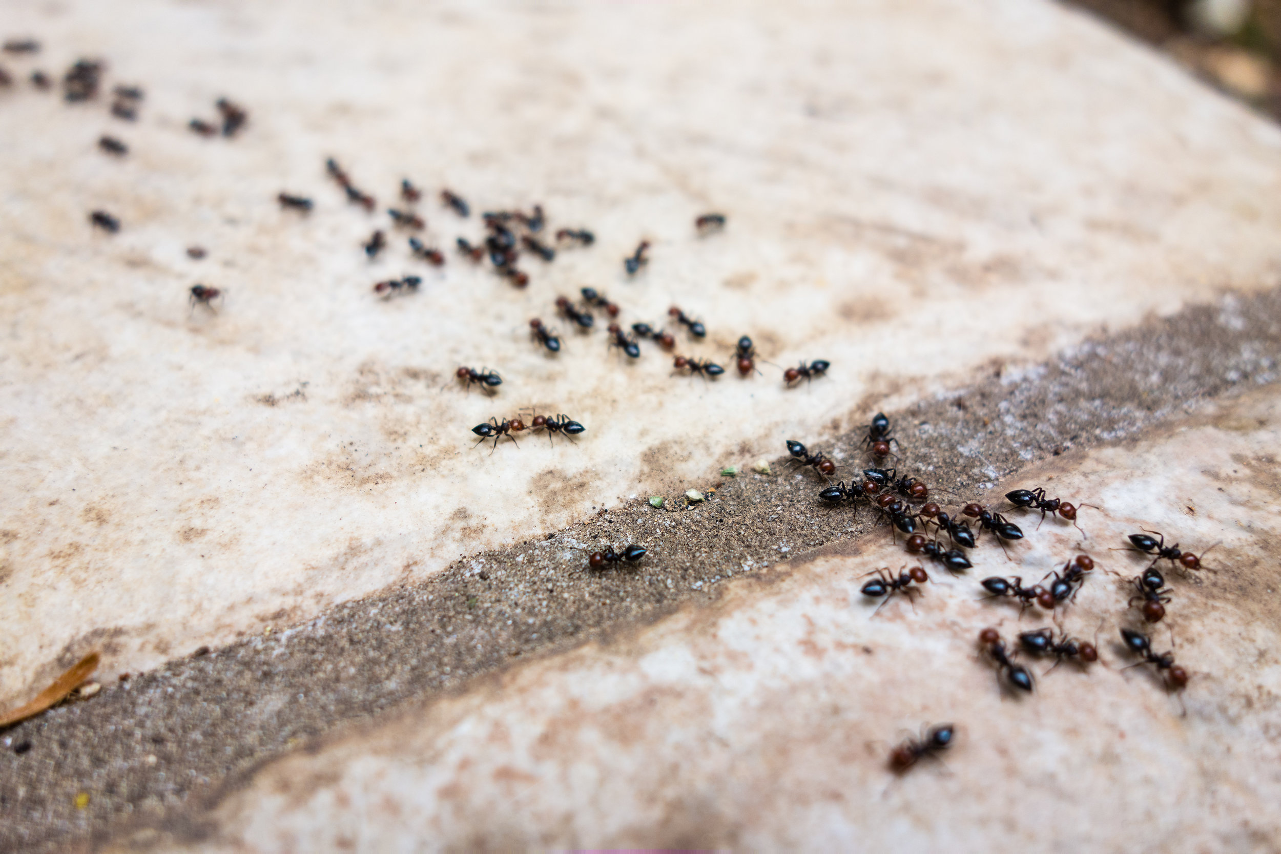 bigstock-Ant-s-Line-62650544.jpg