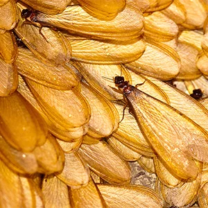 home-termite.jpg