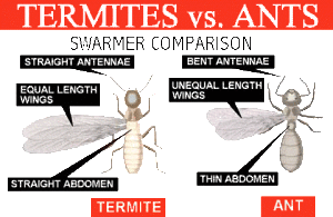 ant_vs_termite-300x195.gif