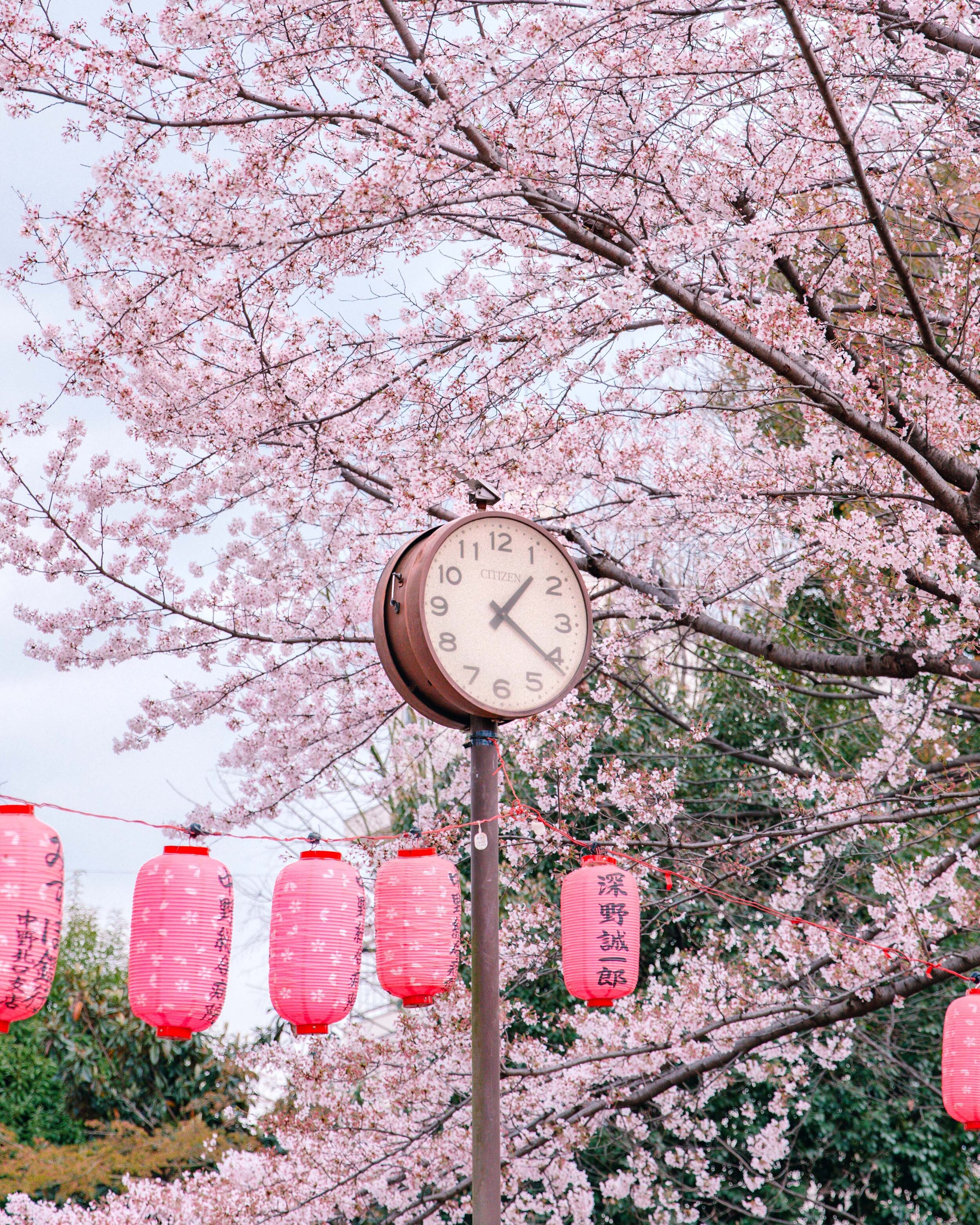 Sakura O'Clock.jpg