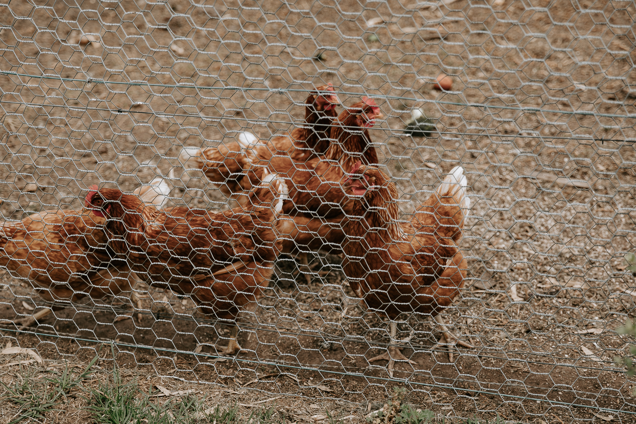 Orchard_Blog_0018.jpg