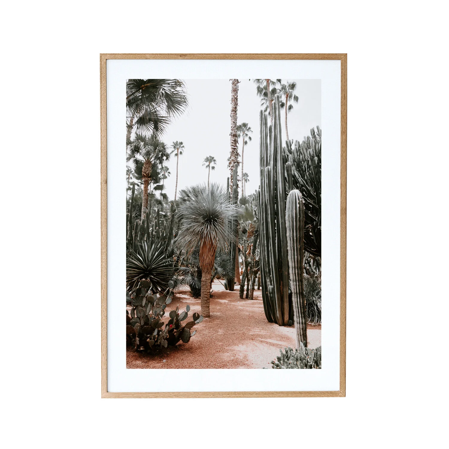 Cactus_garden_morocco.jpg