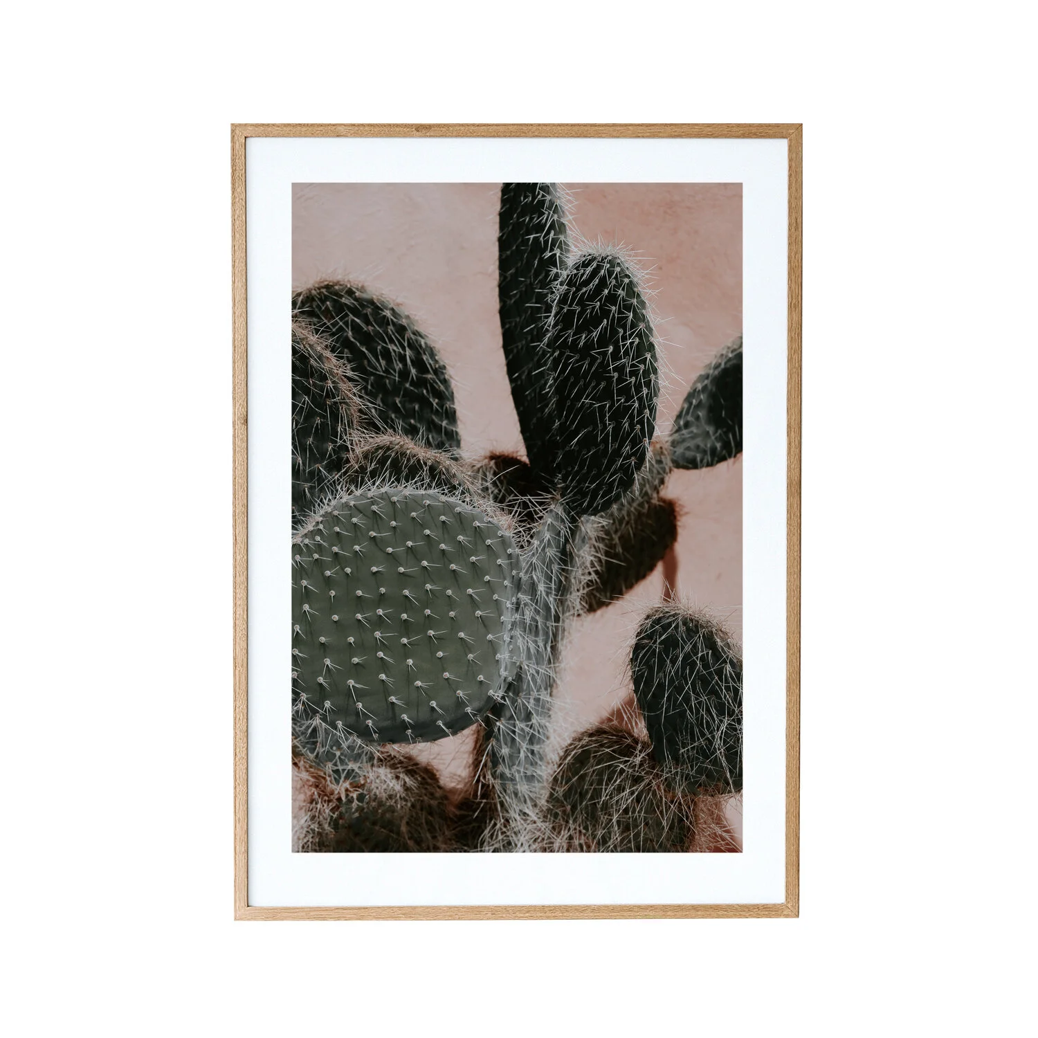Marrakech_Cactus.jpg