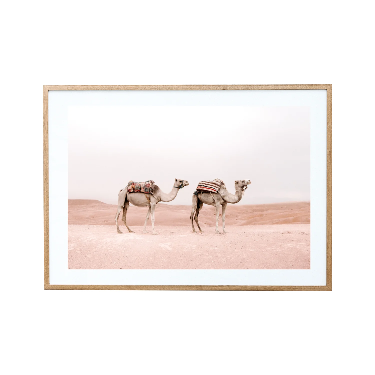 Moroccan Camels