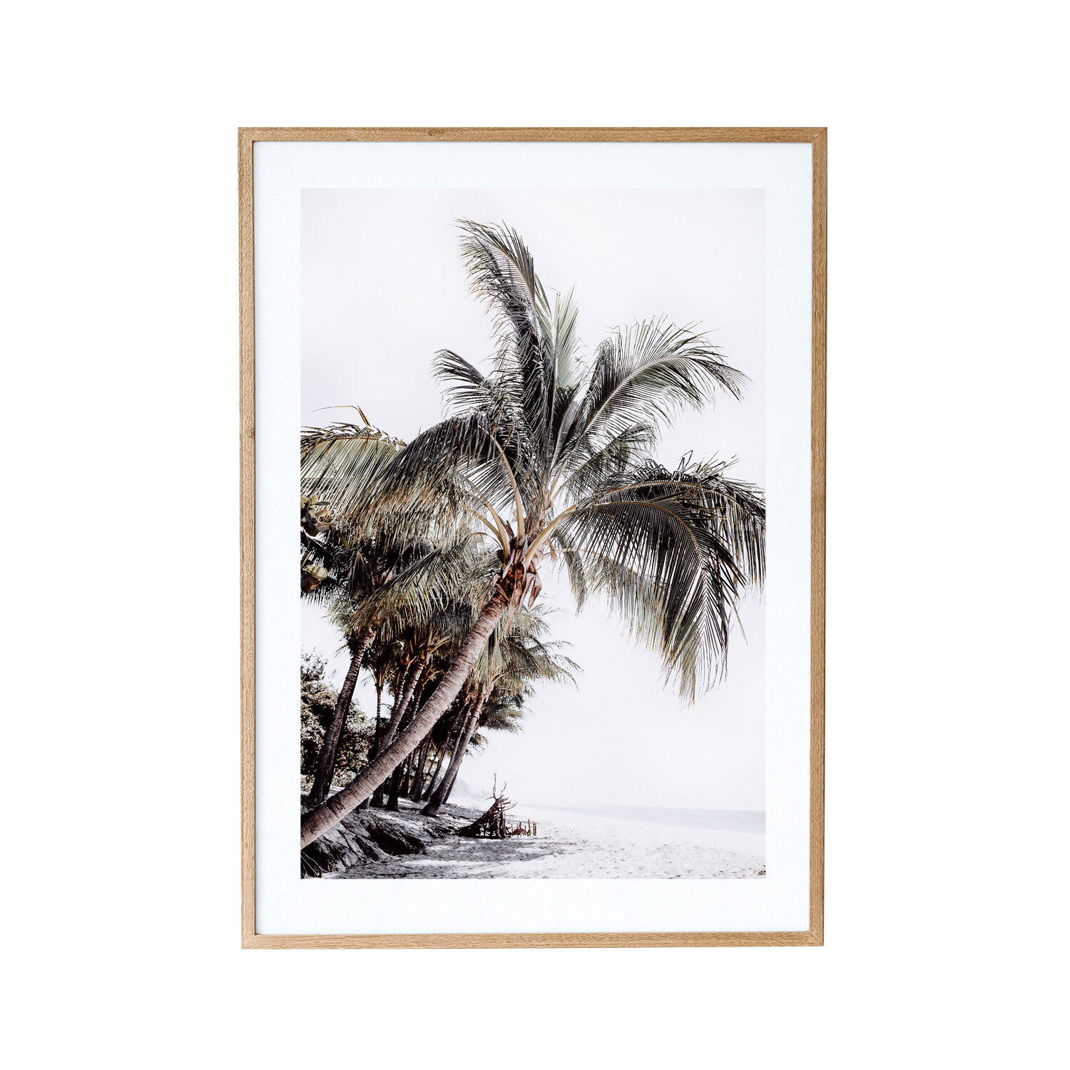 Port-Douglas_Palm.jpg