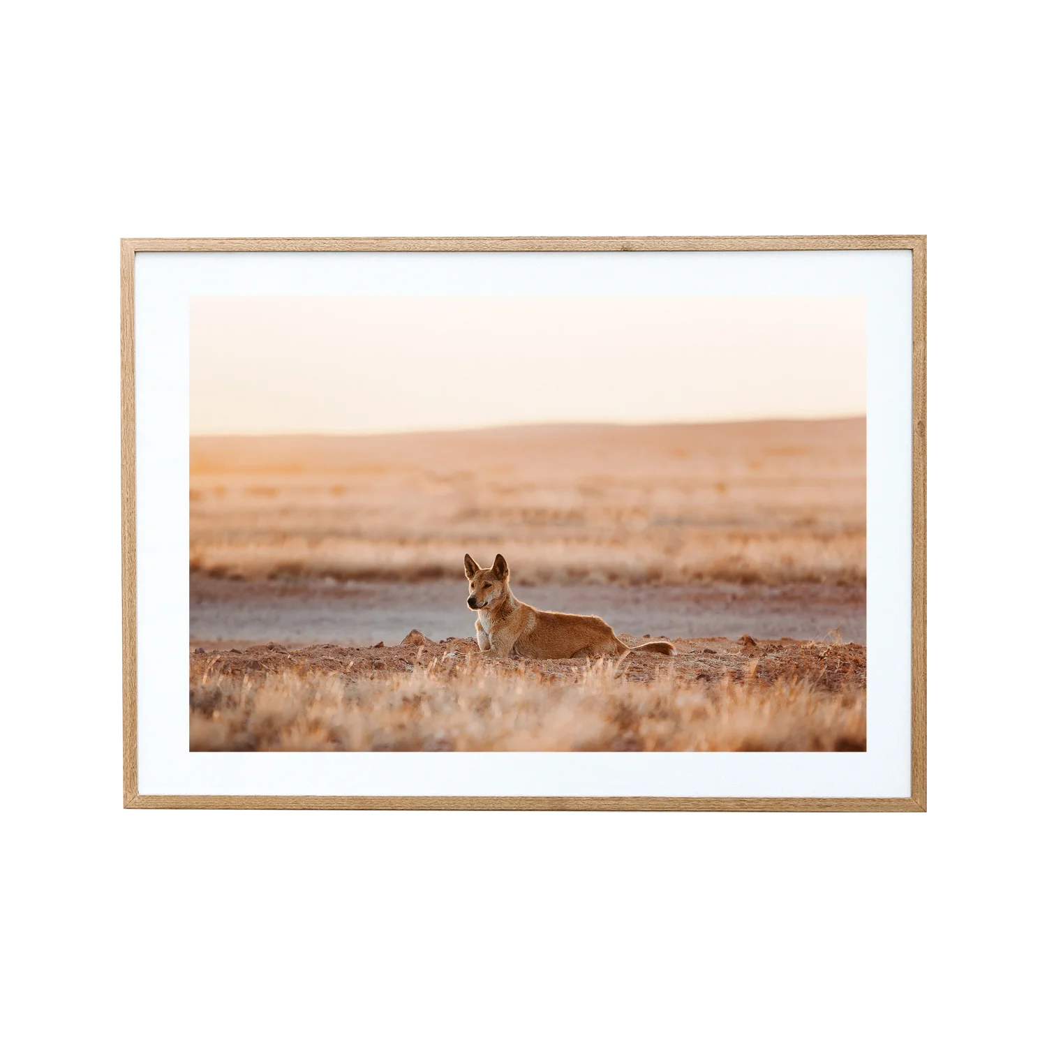 The Australian Dingo