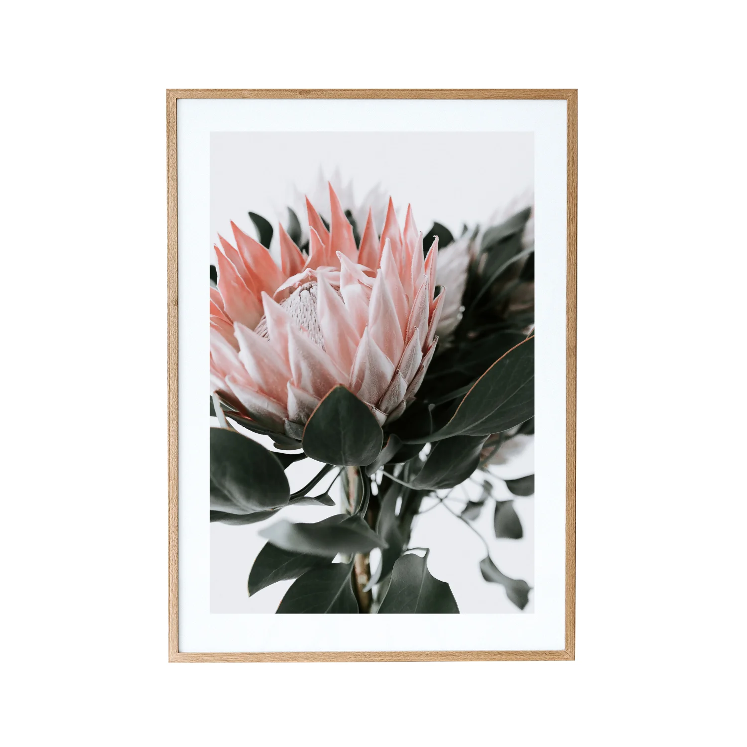 King Protea II