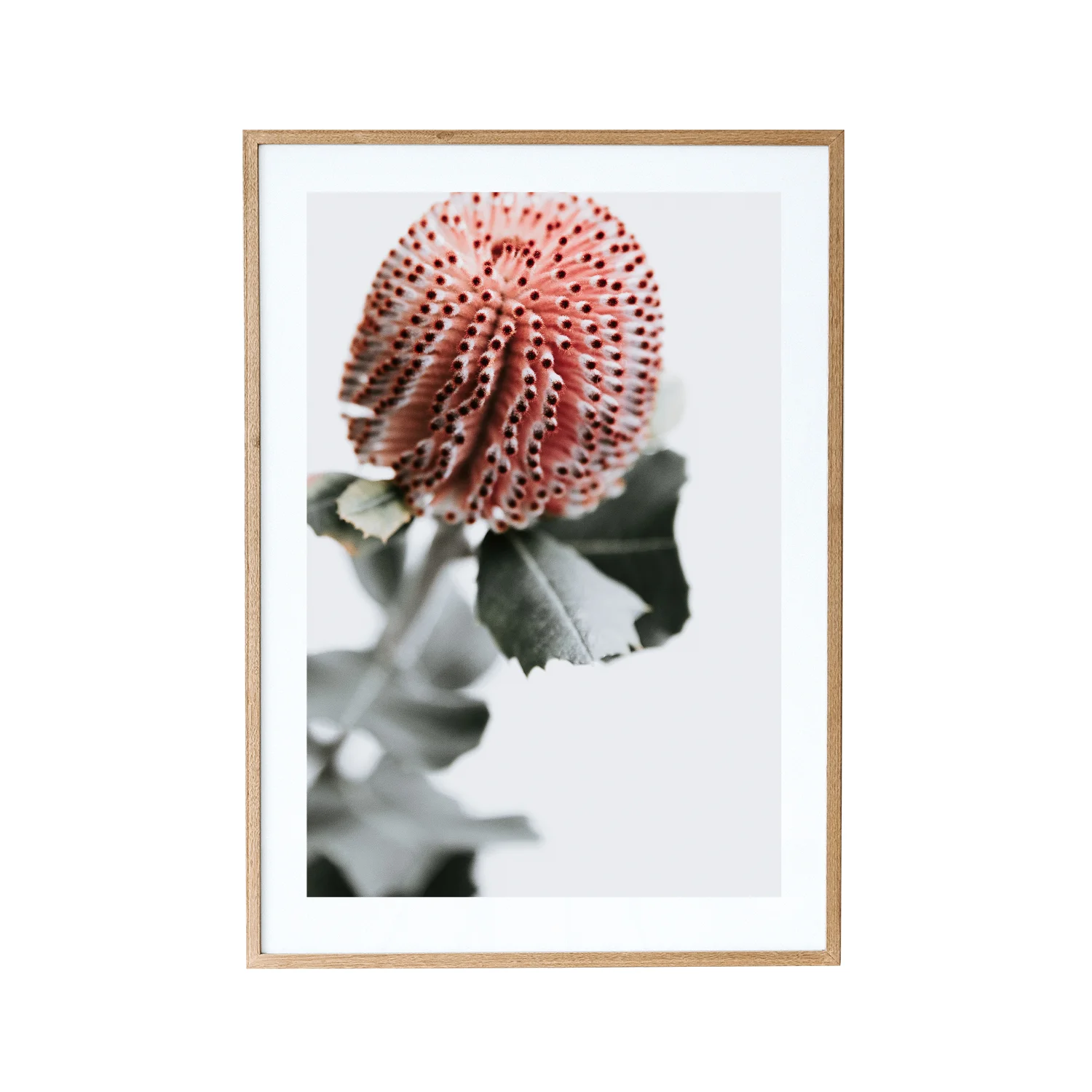 Australian Native Flower