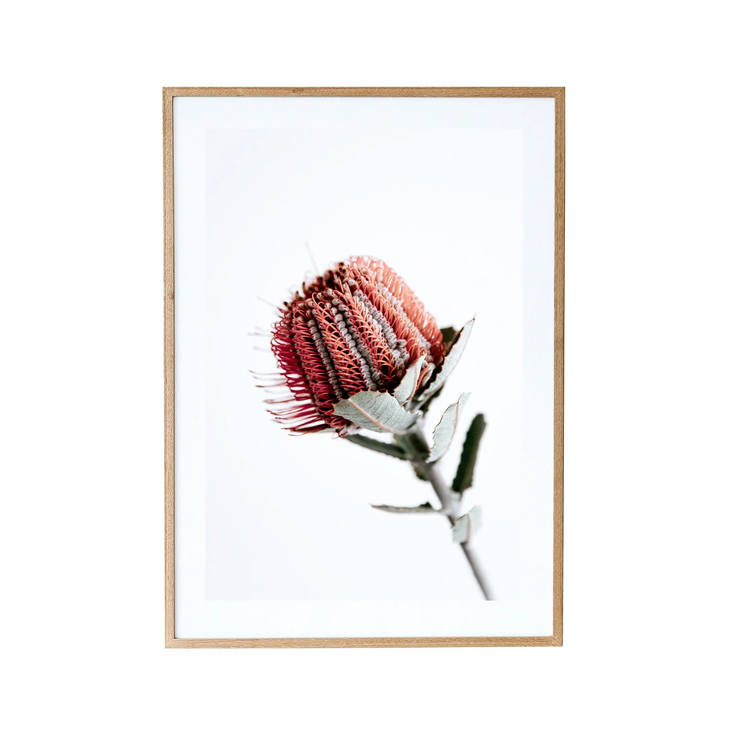 Banksia.jpg