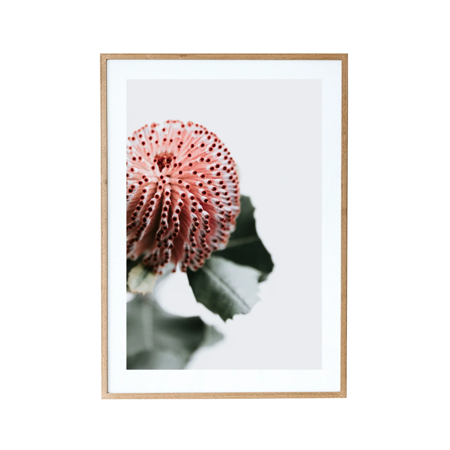 Australian Native Flower II