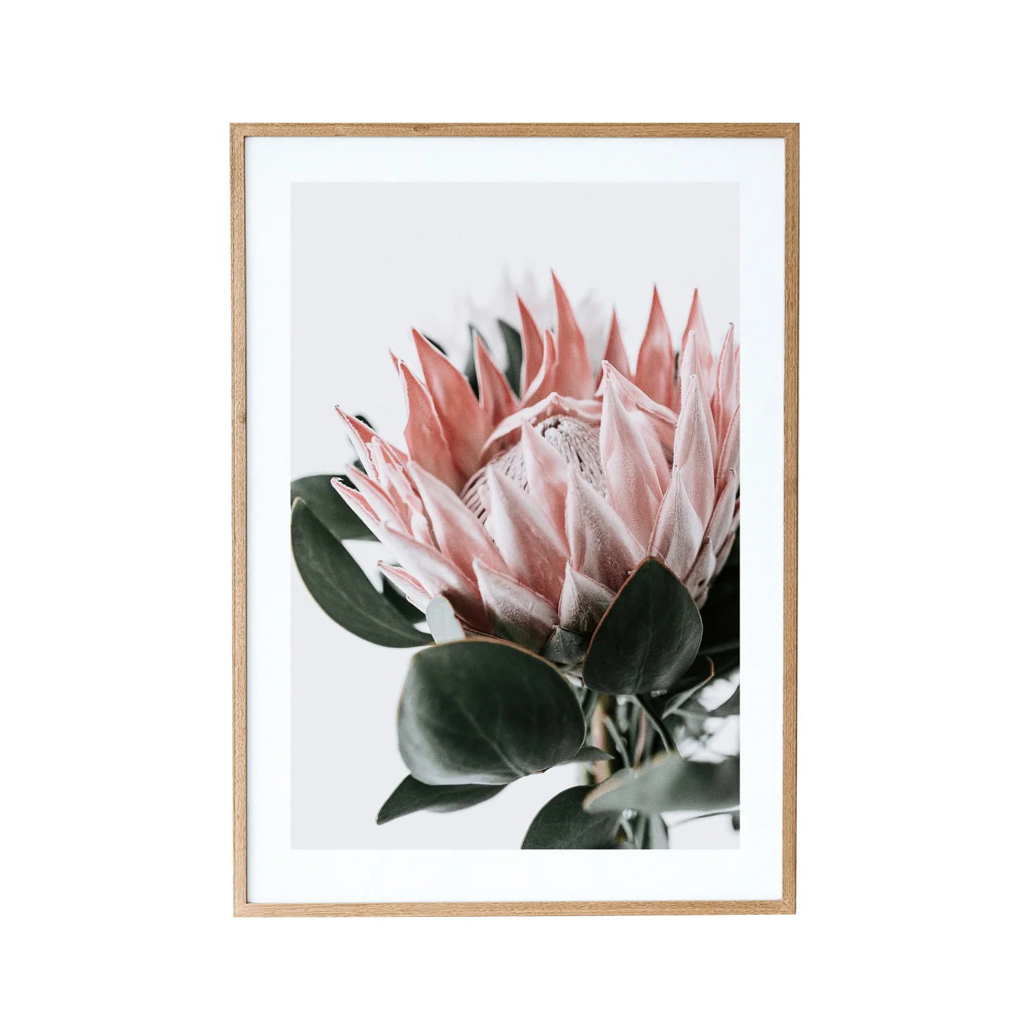 King Protea Blush