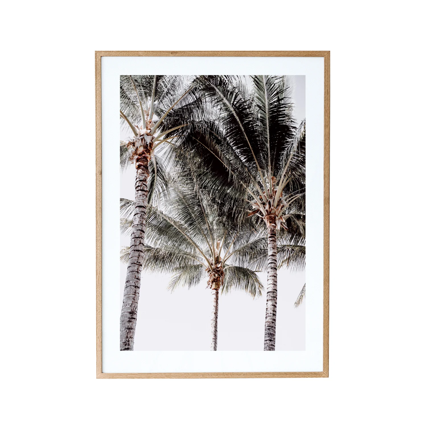 Palm Trio, Port Douglas