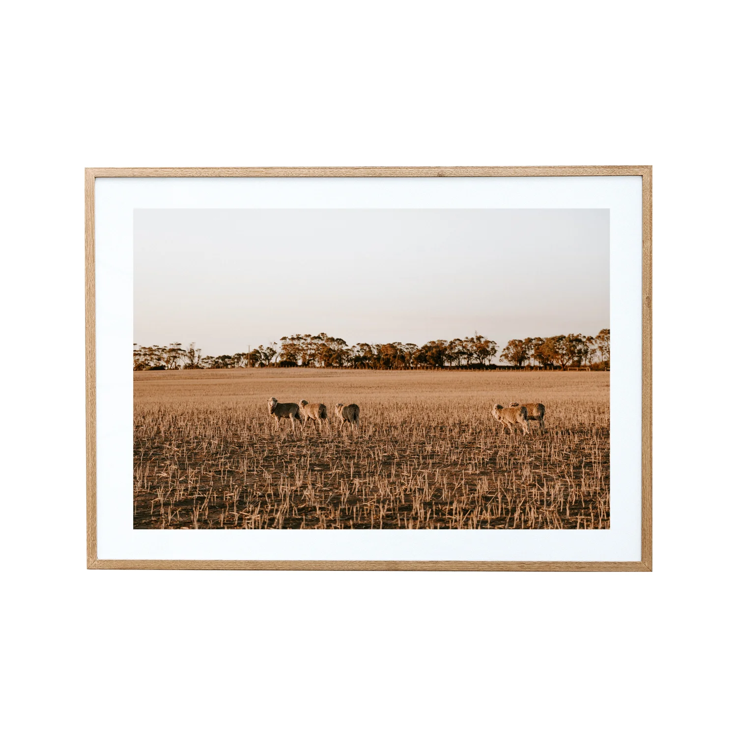 Sheep Grazier, Australia