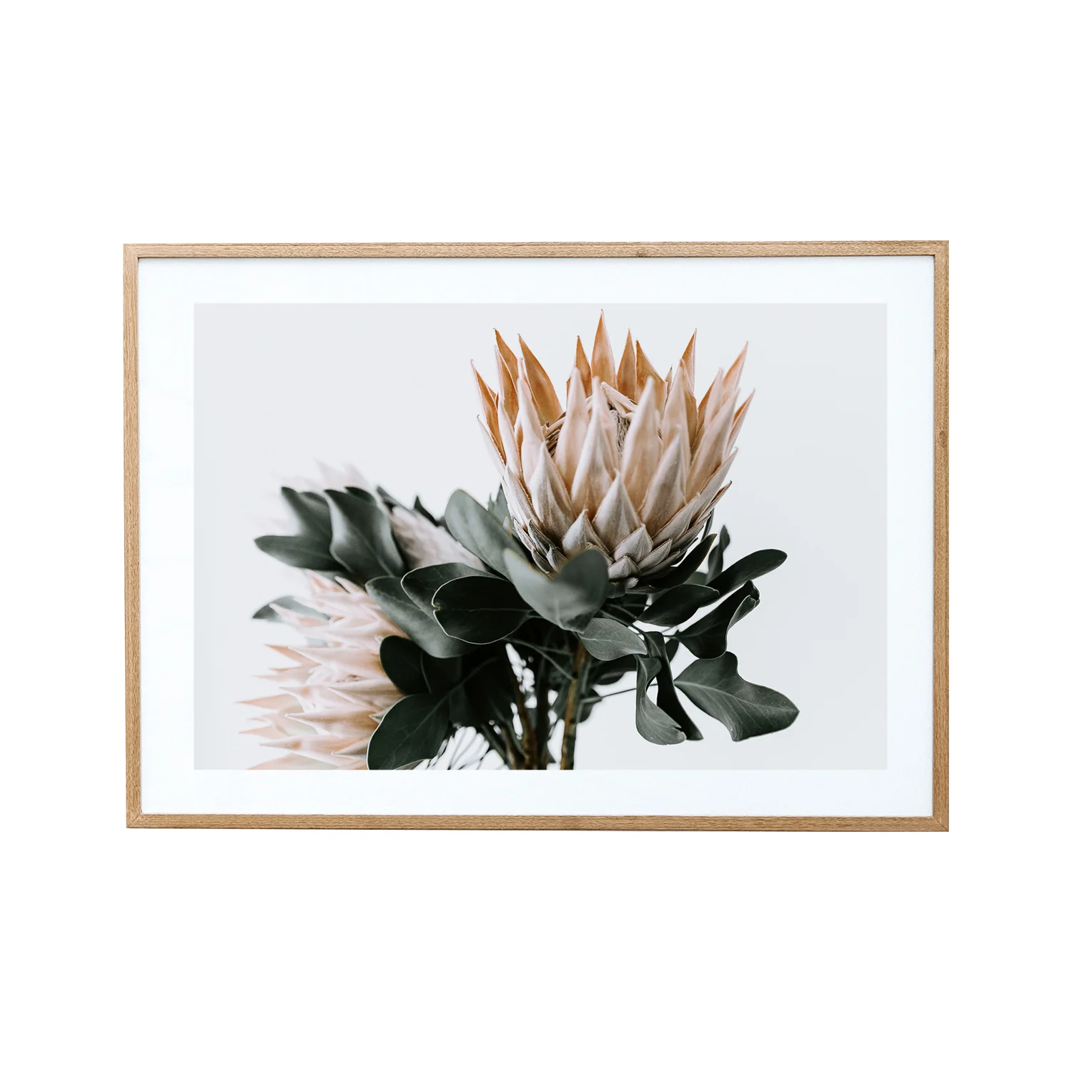 King Protea Peachy