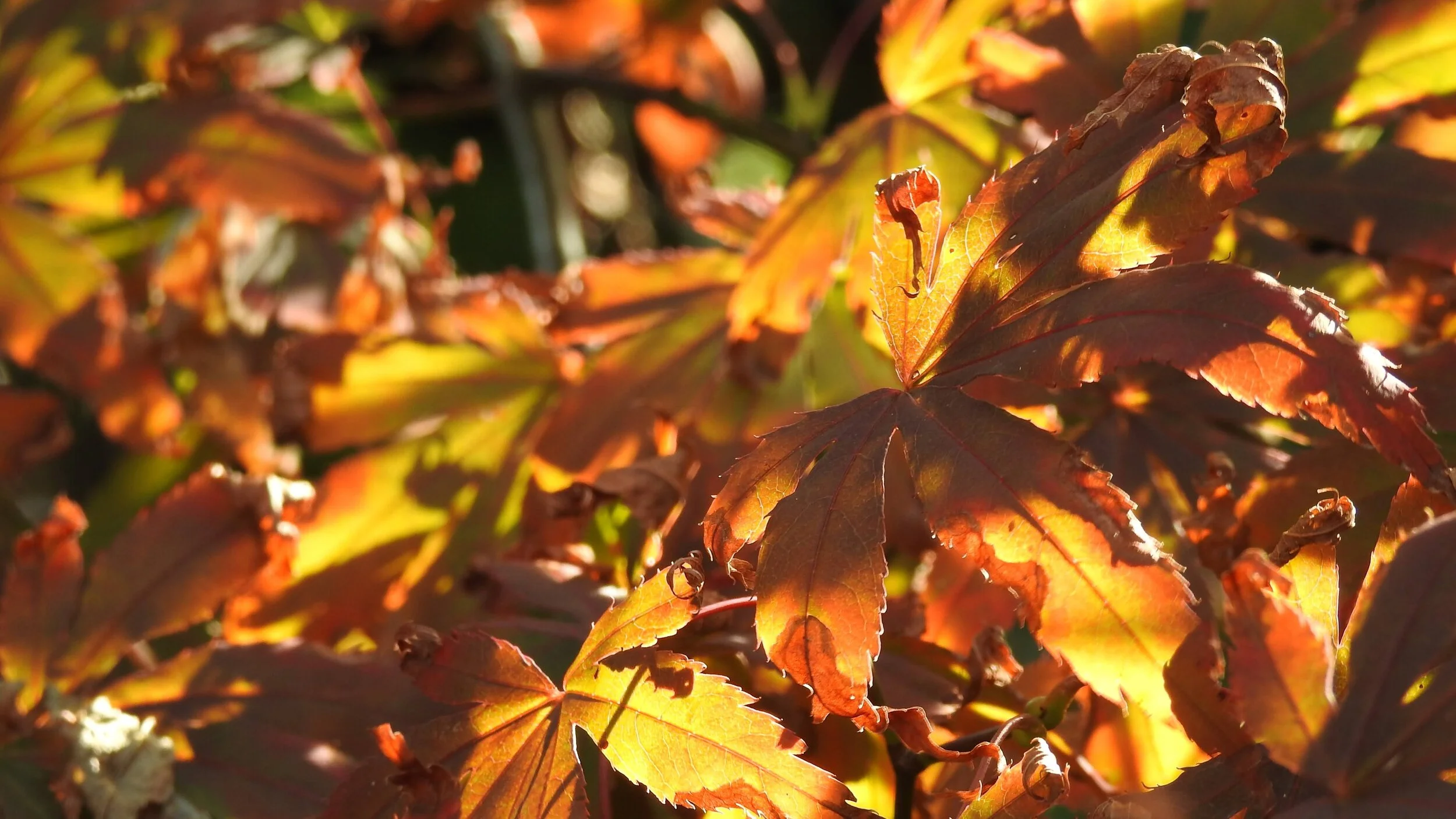 We're on pause for a few weeks