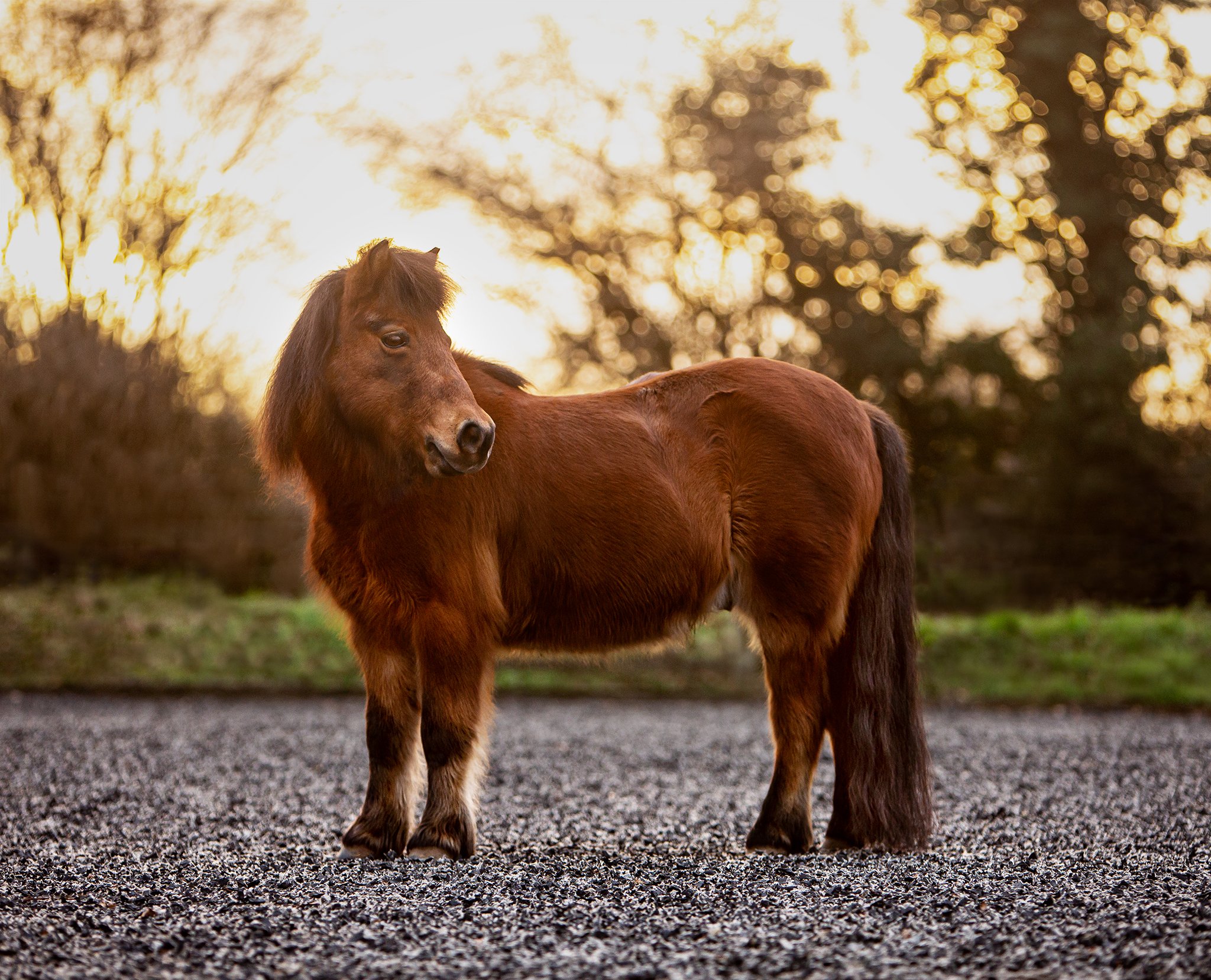 Yogi_2022_elizabethgphotography_equine_portrait.jpg