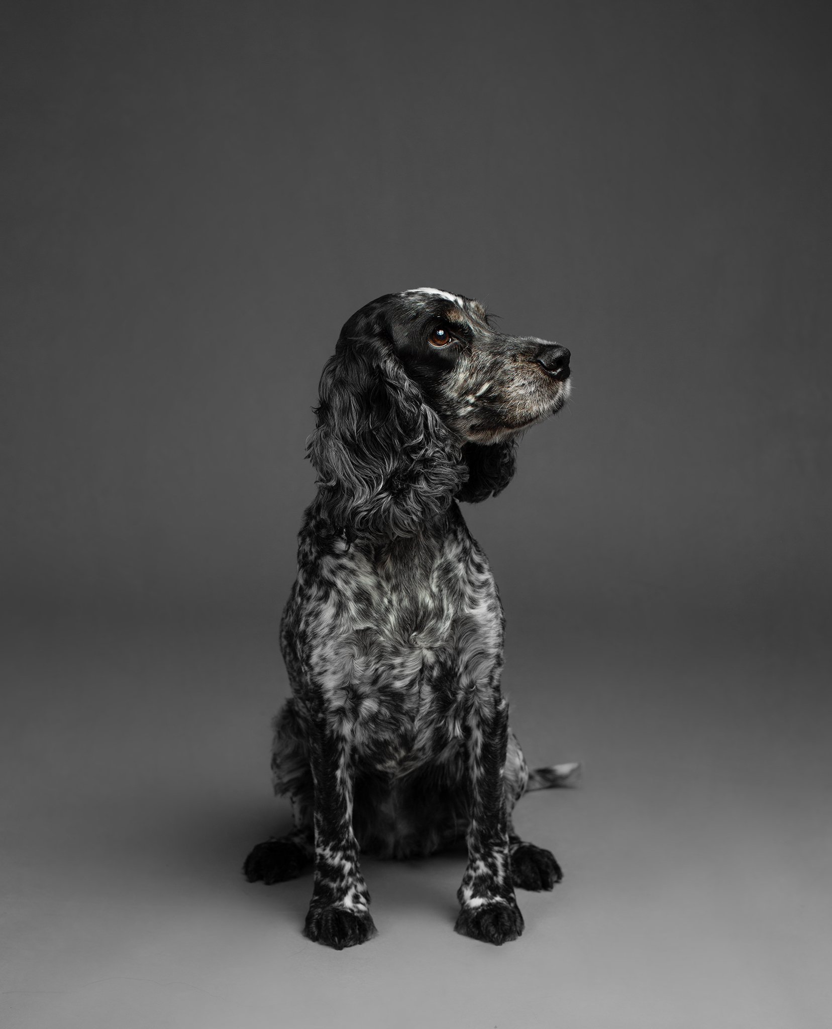 cockerspaniel_pet_portrait_elizabethg_fineart_photographer_kingslangley_hertfordshire (2).jpg