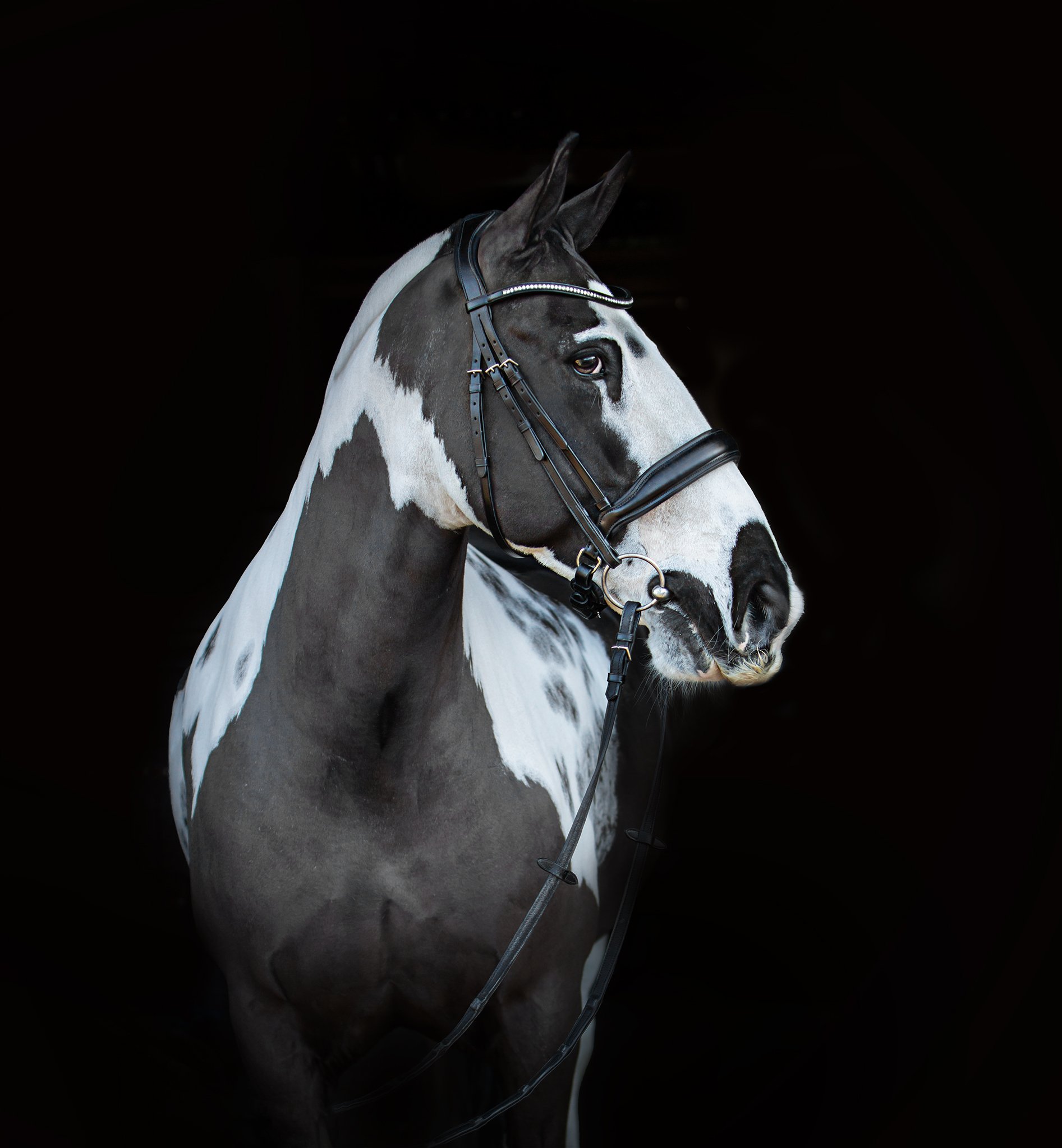 rusty_equine_elizabethg_fineart_photographer_kingslangley_hertfordshire (1).jpg