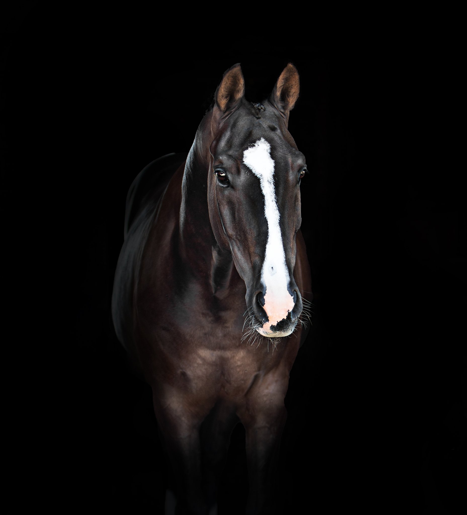 equine_horse_dressage_donna_elizabethg_fineart_photographer_kingslangley_hertfordshire.jpg